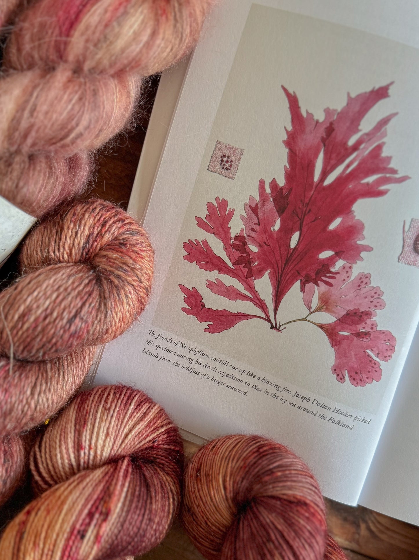 Fronds of Nitophyllum - BFL Singles